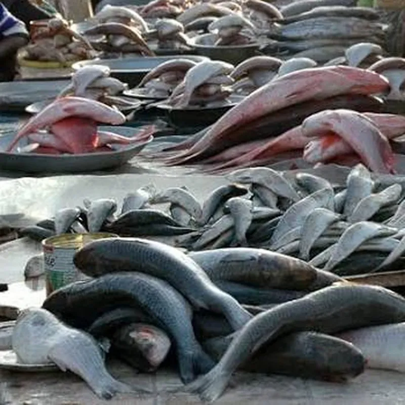 Melange de Poisson 10kg