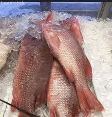 Tilapia Rouge